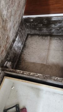 Mold Inspection and Removal