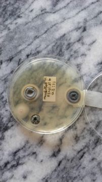 Mold Inspection and Removal