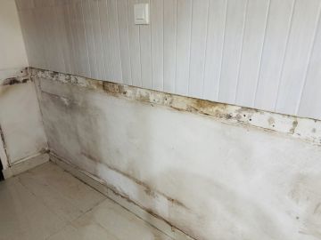 Mold Inspection and Removal