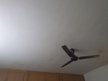 Mold Removal Expert