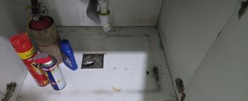 Mold Removal Expert