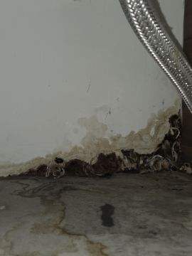 Mold Removal Expert