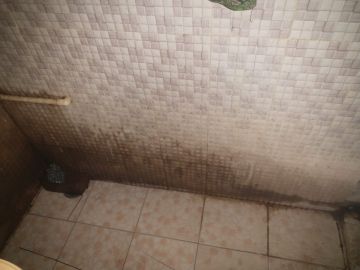 Mold Removal Expert