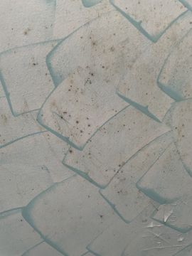 Mold Inspection and Removal