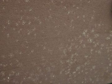 Mold Inspection and Removal