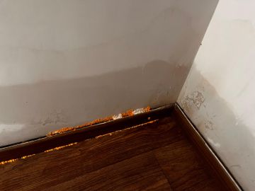 Mold Removal Expert - Domestic Services