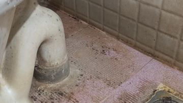 Mold Removal Expert - Domestic Services