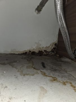 Mold Removal Expert - Domestic Services