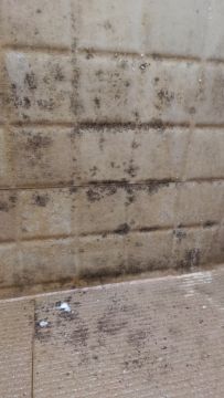 Mold Removal Expert - Domestic Services