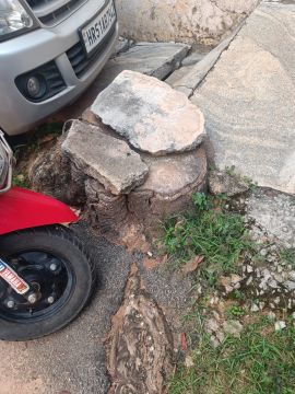 Tree Stump Grinding and Removal