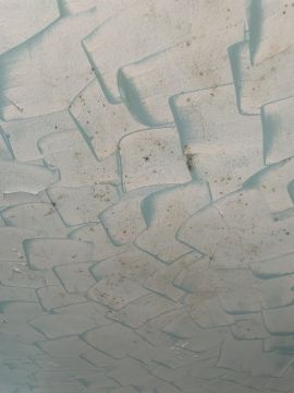Mold Removal Expert