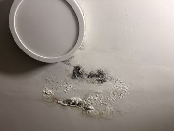 Mold Inspection and Removal