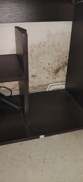 Mold Removal Expert