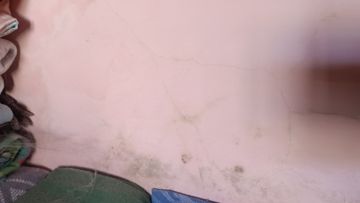 Mold Removal Expert