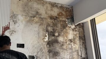 Mold Inspection and Removal