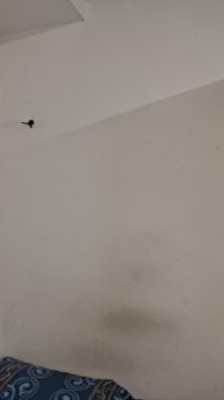 Mold Inspection and Removal