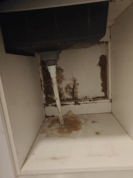 Mold Removal Expert