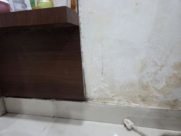 Mold Inspection and Removal
