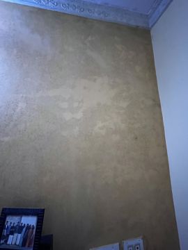 Mold Removal Expert