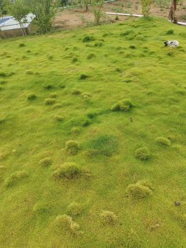 Lawn Mowing and Trimming