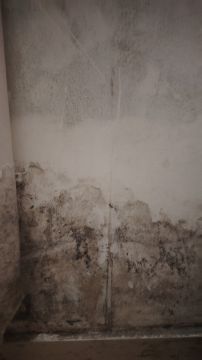 Mold Removal Expert