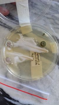 Mold Inspection and Removal