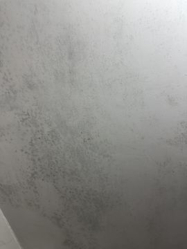 Mold Inspection and Removal