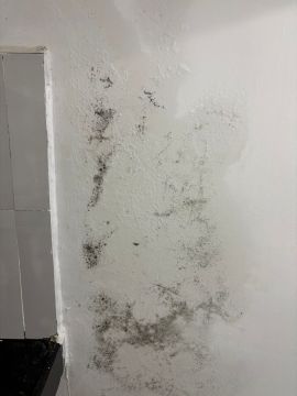 Mold Removal Expert