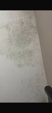 Mold Removal Expert