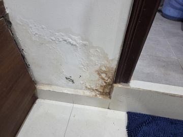 Mold Removal Expert
