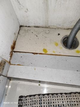 Mold Removal Expert