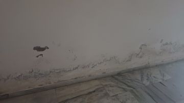 Mold Removal Expert