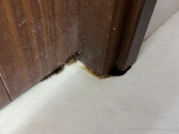 Mold Removal Expert