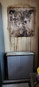 Mold Removal Expert