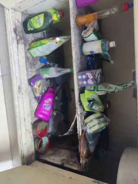 Mold Removal Expert