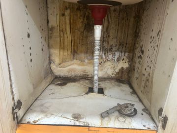 Mold Removal Expert