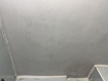 Mold Removal Expert