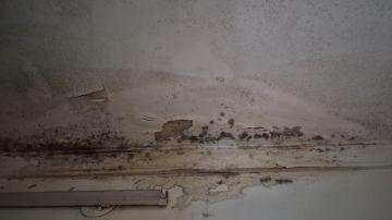Mold Removal Expert