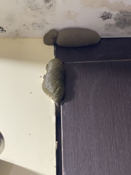 Mold Inspector