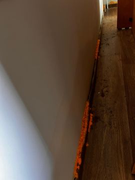 Mold Removal Expert
