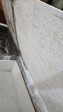 Mold Removal Expert