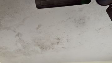 Mold Removal Expert