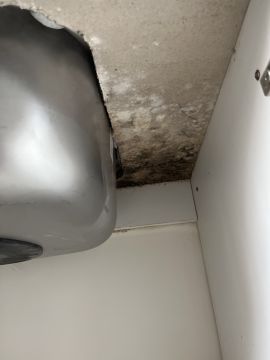 Mold Removal Expert