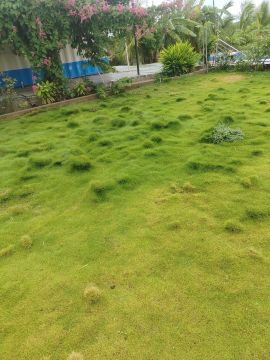 Lawn Mowing Professional