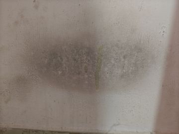 Mold Inspection and Removal