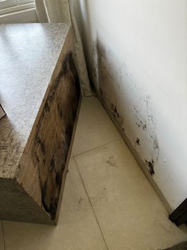 Mold Removal Expert