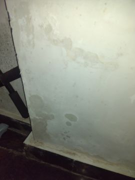 Mold Removal Expert