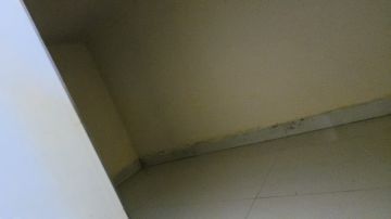 Mold Removal Expert