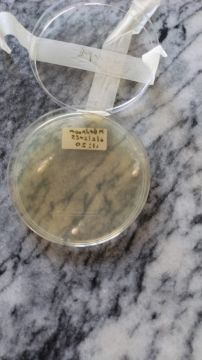 Mold Inspection and Removal - Cleaning