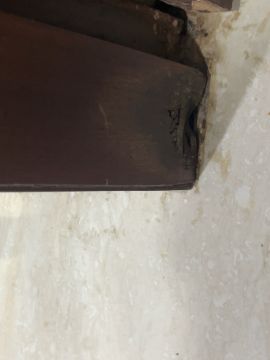 Mold Removal Expert